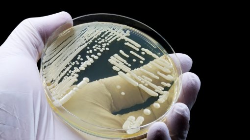 Fungo resistente a medicamentos com propagação rápida nos hospitais europeus