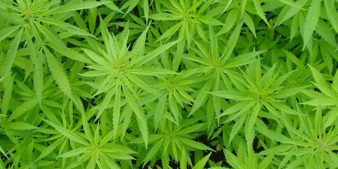 Extraditado alegado líder de grupo que usou empresas de canábis medicinal para tráfico