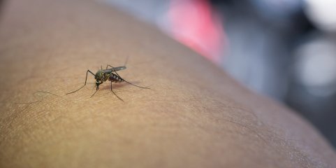 Mosquito transmissor do dengue, zika e chikungunya detetado em Condeixa-a-Nova