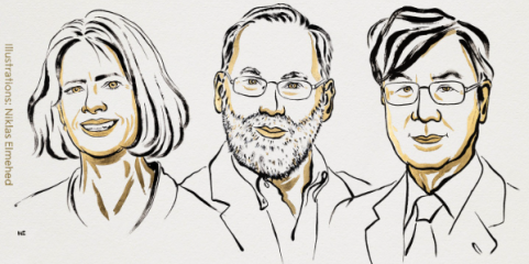 Nobel da Medicina atribuído a Mary E. Brunkow, Fred Ramsdell e Shimon Sakaguchi