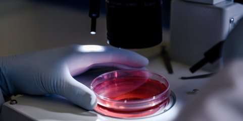 Cientistas criam modelo tridimensional de embrião que produz células sanguíneas