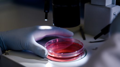 Cientistas criam modelo tridimensional de embrião que produz células sanguíneas
