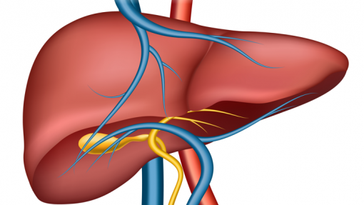 Cancro do fígado mata 1.200/ano e vai custar mais de 77 milhões em 2027 - estudo