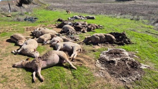 Agricultores do Baixo Alentejo exigem medidas de apoio para &quot;travar&quot; língua azul