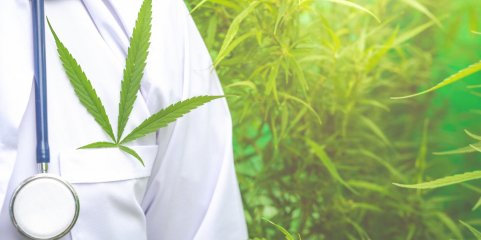 Unidade de produção de canábis medicinal em Castelo de Vide investe mais 2,3ME