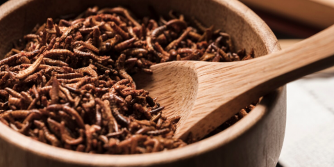 Estudo explora uso de proteína de insetos em produtos lácteos pasteurizados e &#039;brownies&#039;