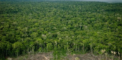 Ambientalistas entre ceticismo e pessimismo quanto a bons resultados da COP30