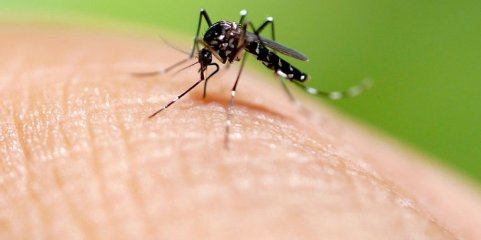Mais de 47 mil pessoas internadas em Cuba com dengue ou chikungunya