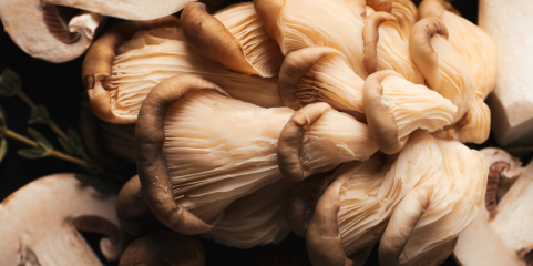 Desenvolvido cogumelo geneticamente modificado mais sustentável e com sabor a carne