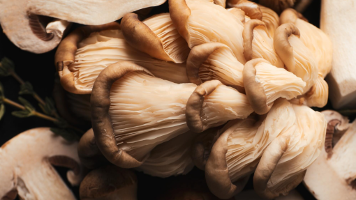 Desenvolvido cogumelo geneticamente modificado mais sustentável e com sabor a carne