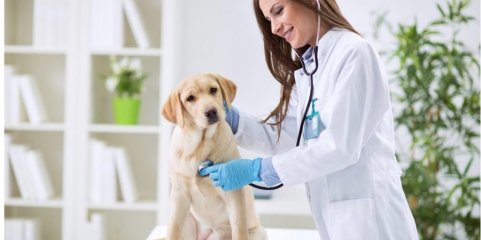 Ordem dos Médicos Veterinários alerta para perigos do programa CED para cães