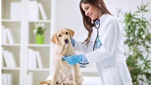 Ordem dos Médicos Veterinários alerta para perigos do programa CED para cães