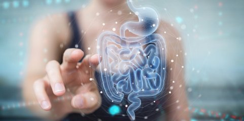 Sistema nervoso do intestino decide se sistema imunológico deve atacar ou reparar