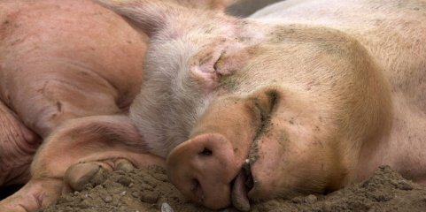 Espanha mobiliza 117 militares para controlar foco de peste suína africana