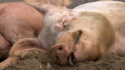 Espanha mobiliza 117 militares para controlar foco de peste suína africana