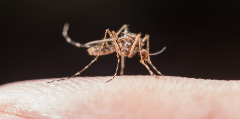 Paludismo aumenta em São Tomé e Príncipe com perto de 4.300 casos este ano