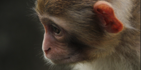 Governo dos Estados Unidos quer limitar o uso de macacos em testes científicos