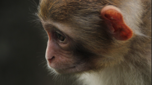 Governo dos Estados Unidos quer limitar o uso de macacos em testes científicos