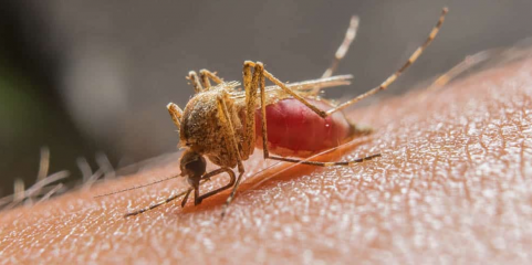 Governo são-tomense rejeita proposta de libertar mosquitos geneticamente modificados