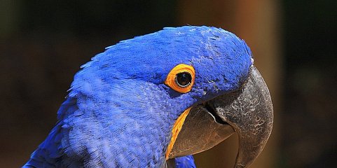 Polícia brasileira investiga disseminação de doença numa das aves mais raras do mundo