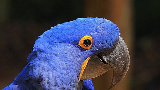 Polícia brasileira investiga disseminação de doença numa das aves mais raras do mundo