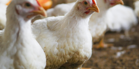 Centro de Controlo Doenças alerta países para reforçarem esforços contra gripe das aves
