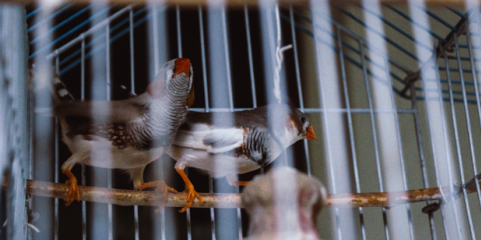 Mais dois focos de gripe das aves detetados em Torres Vedras e outro em Albufeira