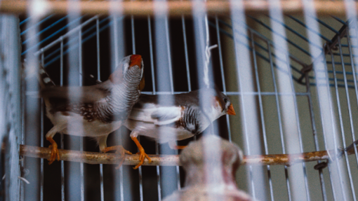 Mais dois focos de gripe das aves detetados em Torres Vedras e outro em Albufeira