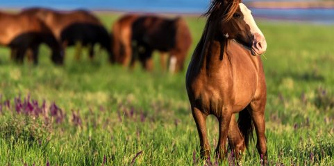 Febre do Nilo confirmada em Portugal e DGAV recomenda vacinação de cavalos