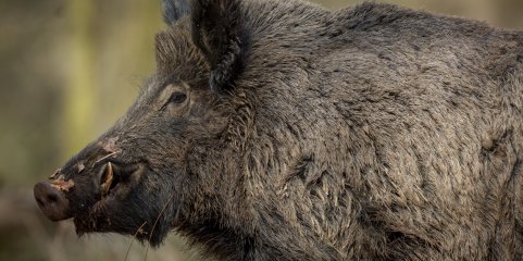 Peste suína africana em Espanha com possível origem em laboratório - Governo