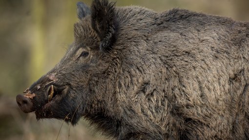 Peste suína africana em Espanha com possível origem em laboratório - Governo