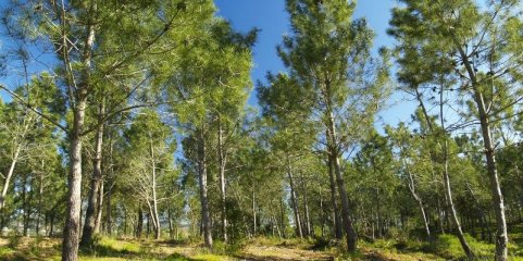 Agência para o Clima pagou 155,1 ME para financiar eficiência energética e transição climática – Governo