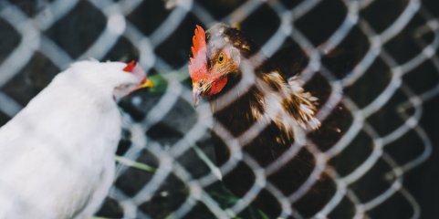 Gripe das aves detetada em Santarém e Vila Real