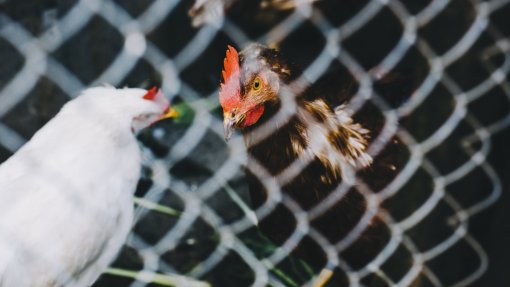 Gripe das aves detetada em Santarém e Vila Real