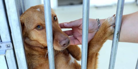 Foz Côa investe 1, 8 ME na construção de um canil e gatil municipal