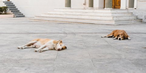 ASAE apreende 21 carcaças de animais e instaura cinco processos-crime por abate clandestino