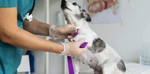 Provedoria dos Animais de Lisboa alerta para ausência de Autoridade Sanitária Veterinária