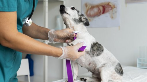 Provedoria dos Animais de Lisboa alerta para ausência de Autoridade Sanitária Veterinária