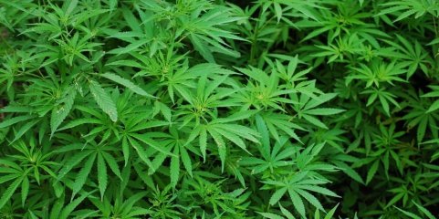 ASAE apreende mais de 3.500 produtos alimentares contendo ‘cannabis sativa’