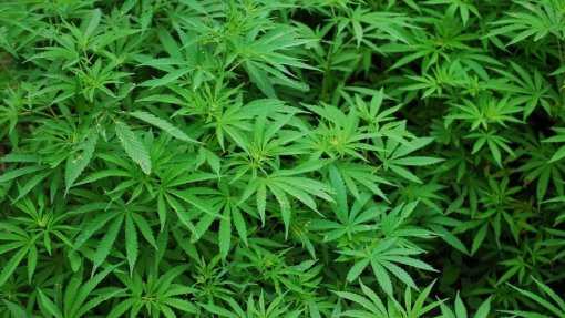 ASAE apreende mais de 3.500 produtos alimentares contendo ‘cannabis sativa’