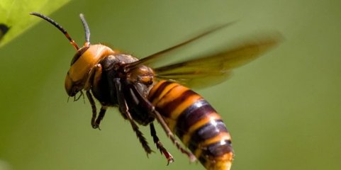 Proteção civil de Vila Verde destruiu 638 ninhos de vespa asiática em 2025