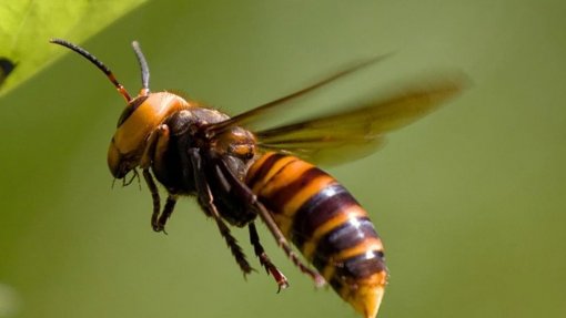 Proteção civil de Vila Verde destruiu 638 ninhos de vespa asiática em 2025