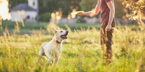 Centro de Recolha Animal de Castelo Branco aumenta capacidade para 260 animais