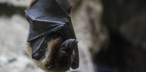 Hong Kong reforça controlo a viajantes vindos da Índia face a surto de vírus Nipah