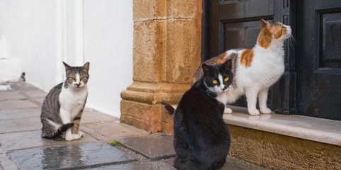 ODEMIRA: Junta de Vila Nova de Milfontes apoia associação Milpatas