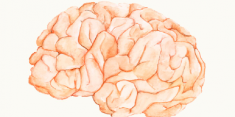 Estudo descobre um “aliado surpreendente” na reparação do cérebro
