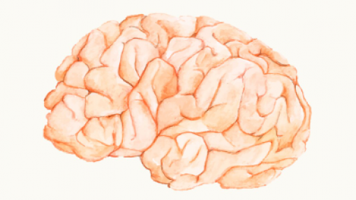 Estudo descobre um “aliado surpreendente” na reparação do cérebro
