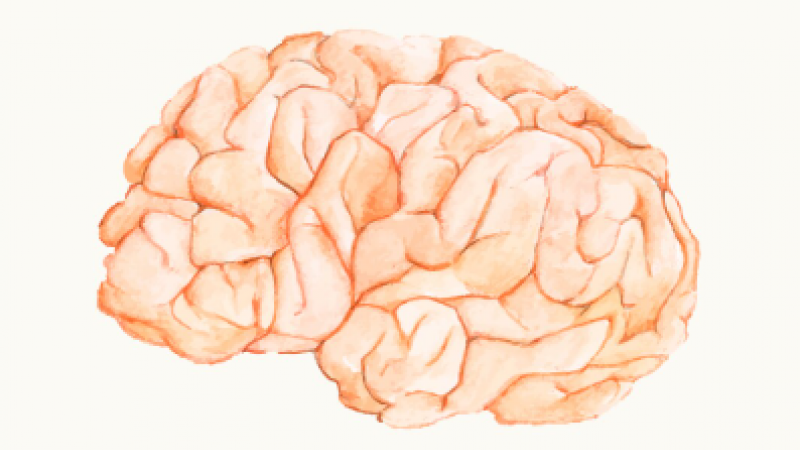 Estudo descobre um “aliado surpreendente” na reparação do cérebro