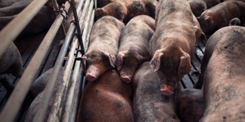 CAP defende "plano de prevenção" para doenças pecuárias em Portugal