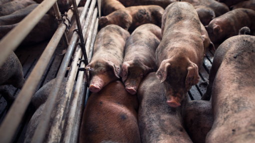 CAP defende "plano de prevenção" para doenças pecuárias em Portugal